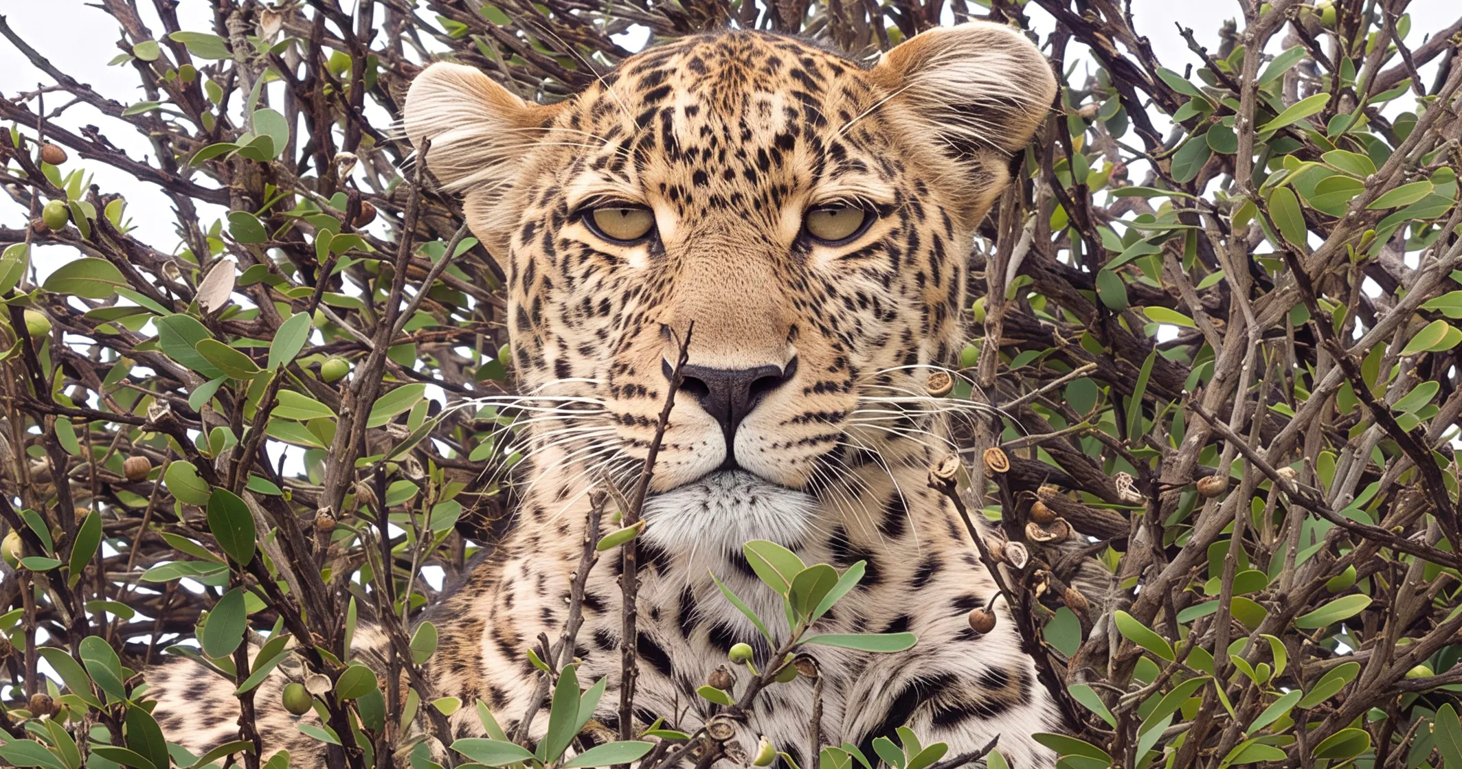 wildlife-snapshots-taken-with-vivo-x300-ultra-featuring-60-fps-tracking-snapshot.png