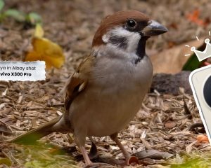 vivo X300 Pro-KV template